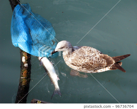 seagull pecks at a dead fish in the water. The seagull eats the fish, the bird grabs the fish, close up	 96736704