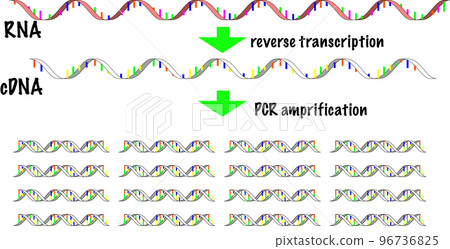 Image of RT-PCR Image of RT-PCR 96736825