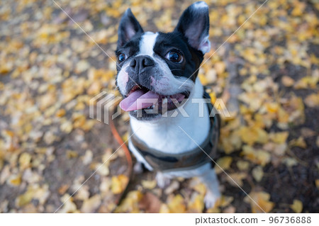 [Autumn] Gingko leaves and Boston Terrier 96736888