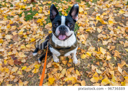 [Autumn] Gingko leaves and Boston Terrier 96736889