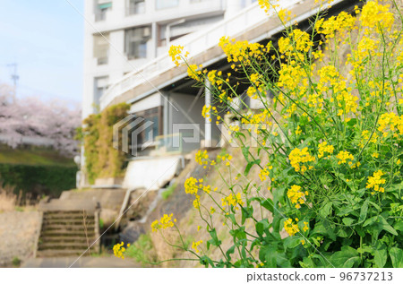 Rape blossoms blooming on the riverside ”Ureshino Onsen Town, Saga Prefecture” Rape blossoms blooming on the riverside ”Ureshino Onsen Town, Saga Prefecture” 96737213