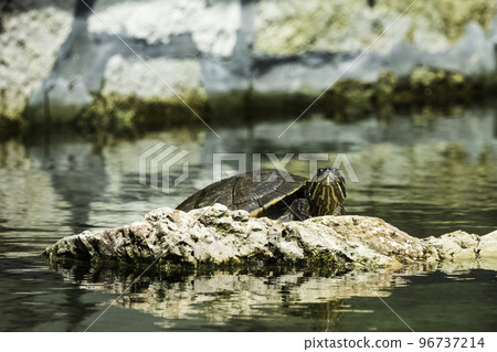 Cuban slider (Trachemys decussata) Cuban slider (Trachemys decussata) 96737214