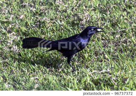 Greater Antillean grackle (Quiscalus niger) Greater Antillean grackle (Quiscalus niger) 96737372