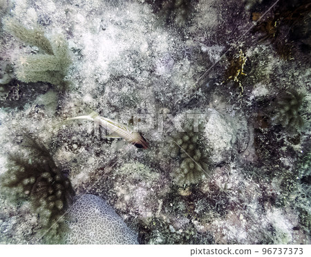 Marine life in Atlantic Ocean on Cuban coast 96737373
