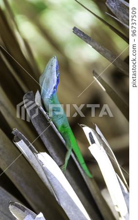 Cuban male lizard Allison's Anole 96737509