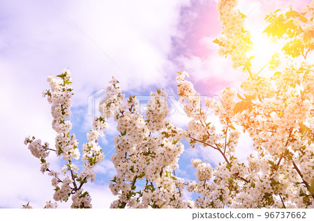 Branches of blossoming cherry with soft focus on gentle light blue sky background and sun . 96737662