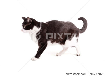 Portrait of a nice black and white cat 96737826