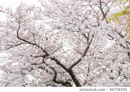 Cherry blossoms near the river ”Ureshino Onsen Town, Saga Prefecture” 96738590
