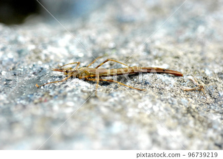 A damselfly larva with an elongated body 96739219