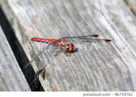 Konoshimetorbo 96739782