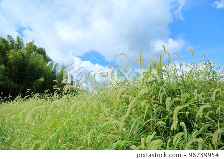 Enokorogusa Hanaho 96739954