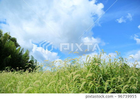 Enokorogusa Hanaho 96739955