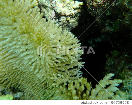 Conservation of the environment, coral in the sea of Ishigaki Island Conservation of the environment, coral in the sea of Ishigaki Island 96739968