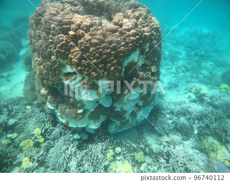 Coral bleaching due to global warming and rising water temperatures 96740112
