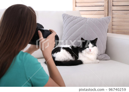 Professional animal photographer taking picture of beautiful cat at home 96740259
