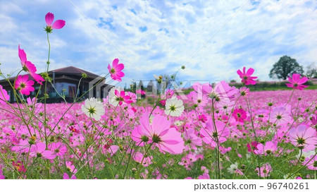 Listed plateau of cosmos Listed plateau of cosmos 96740261