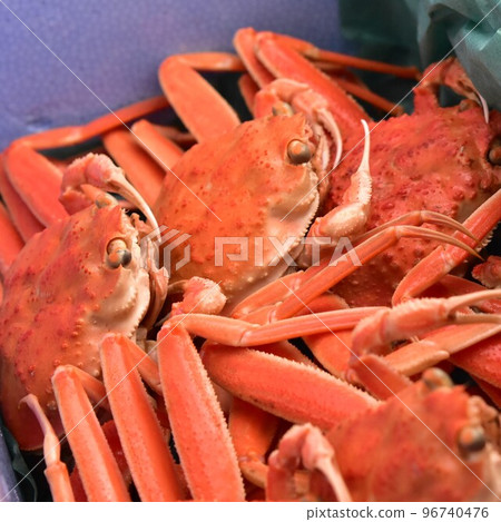 雪螃蟹形象面孔材料背景 96740476