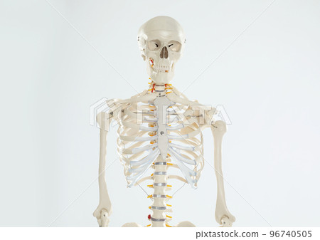 Artificial human skeleton model on white background 96740505