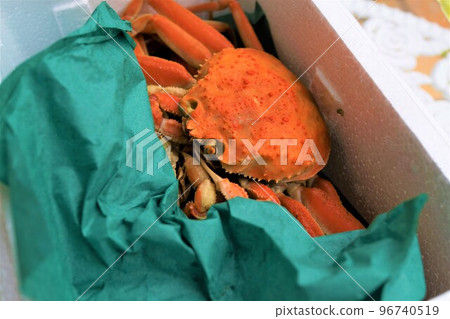 雪蟹,科巴科蟹,人物,臉,素材,背景 雪蟹,科巴科蟹,人物,臉,素材,背景 96740519