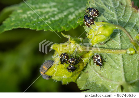 Swarm of green stink bug larvae 96740630
