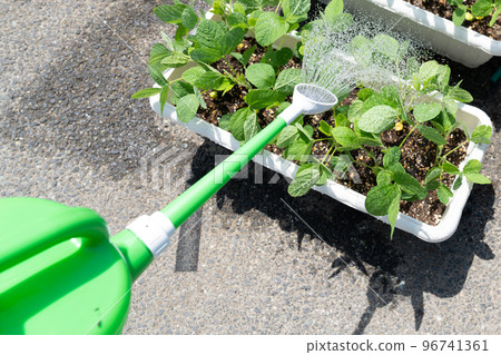 給毛豆澆水的照片 96741361