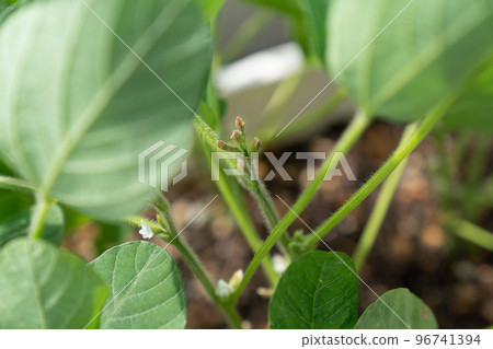 豆莢前的毛豆 96741394