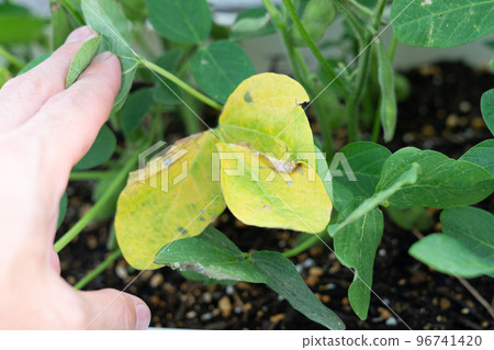 變色的毛豆葉 96741420