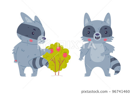 Funny Raccoon Animal Character with Striped Tail Eating Raspberry and Standing Vector Set 96741460