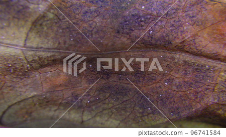 The mysterious world of plant art 96741584