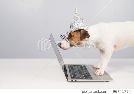 Jack Russell Terrier dog in a tinfoil hat and glasses works at a laptop.  96741734