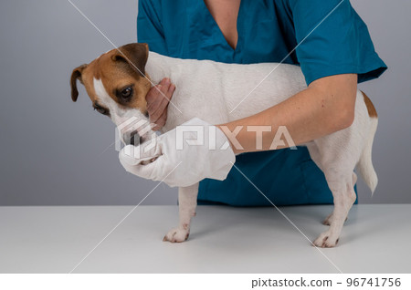 Veterinarian washing a jack russell terrier dog with a disposable wet glove. Pet hydrosol cleaning gloves.  96741756