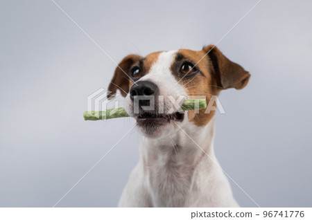 Jack Russell Terrier dog holding a rawhide toothpick in his teeth. 96741776