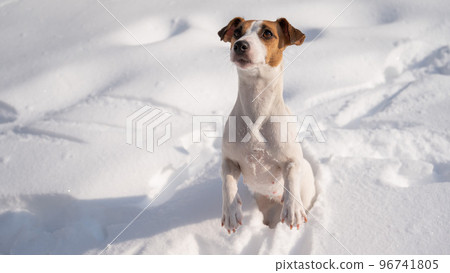 Jack Russell Terrier dog in the snow in winter.  96741805