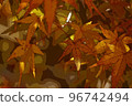 Autumn leaves of maple 96742494