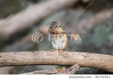 可愛的野松鼠坐在山溝的樹枝上,迷人 可愛的野松鼠坐在山溝的樹枝上,迷人 96742961