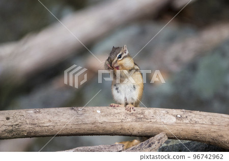 Cute wild squirrel sitting on a tree branch in a ravine and charming 96742962