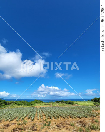 石垣島松田和海沖繩 96742964