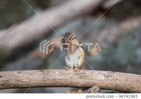 可愛的野松鼠坐在山溝的樹枝上,迷人 可愛的野松鼠坐在山溝的樹枝上,迷人 96742965