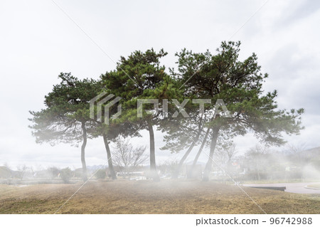 Pine Tree Garden in Naganeupseong Folk Village, Suncheon-si Pine Tree Garden in Naganeupseong Folk Village, Suncheon-si 96742988