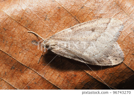 烏斯巴·尤沙克（男） 96743270