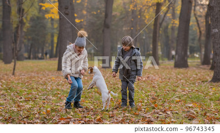 Caucasian children are walking with jack russell terrier in autumn park. Boy, girl and dog are jumping outdoors. Caucasian children are walking with jack russell terrier in autumn park. Boy, girl and dog are jumping outdoors. 96743345