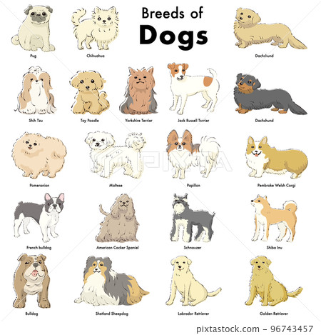 簡單可愛的流行犬種手繪線描矢量插圖集 96743457