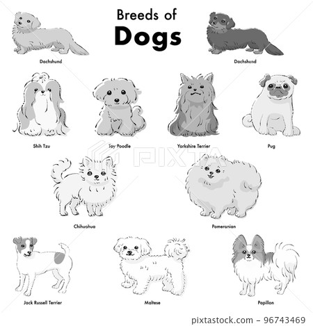 Simple and cute popular small dog breed Hand-drawn line drawing vector illustration set (black and white) 96743469