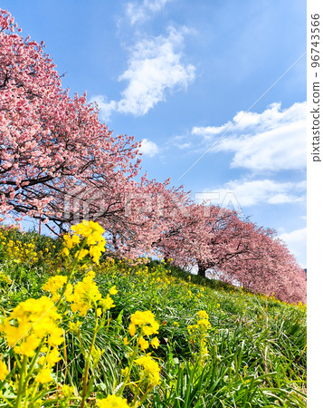 南伊豆町下鴨的川津櫻花 96743566