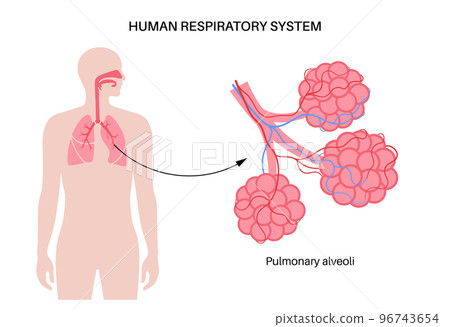 human respiratory system 96743654