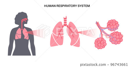 human respiratory system 96743661