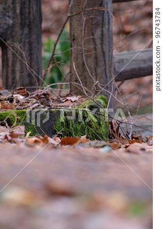 Moss in Maruyama Park 96743784
