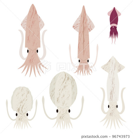 Squid illustration set 96743973