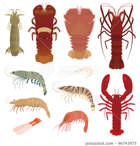 Shrimp illustration set Shrimp illustration set 96743975