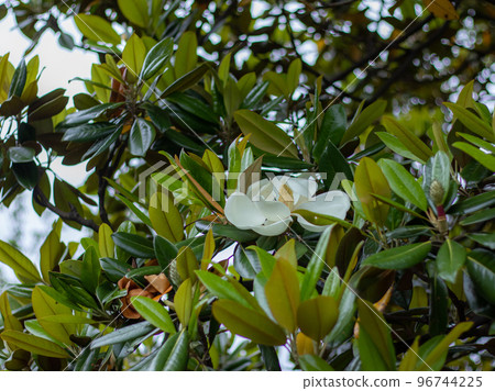 盛開在故宮的泰國sambok花 盛開在故宮的泰國sambok花 96744225